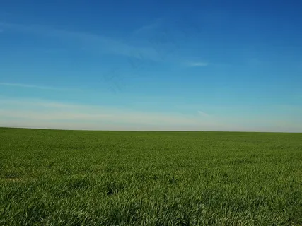 稻田禾苗图片 稻田禾苗图片