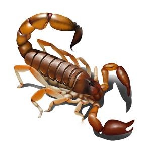 蝎子 PNG免抠(300x300)