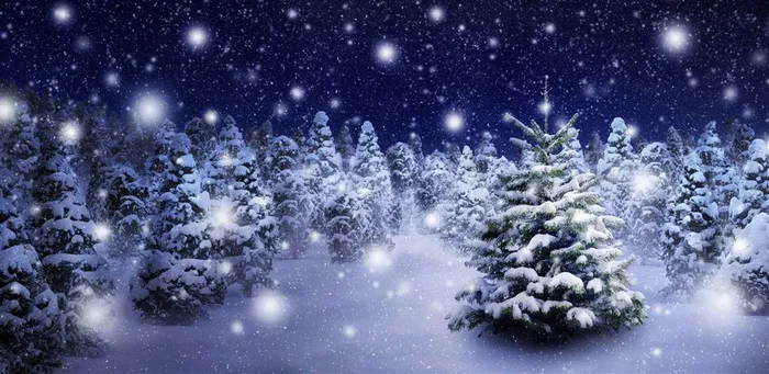 雪地里的圣诞树