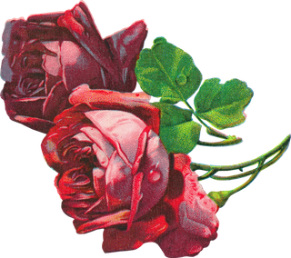 古典花卉png免扣素材