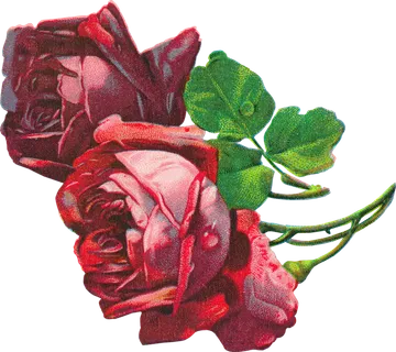 古典花卉png免扣素材 古典花卉png免扣素材