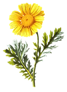 复古手绘植物花卉玫瑰花PNG免扣图案高清图片PS设计素材图