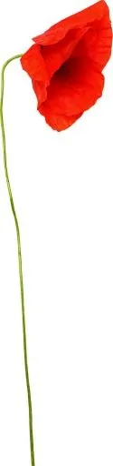 罂粟花 PNG免抠(609x2492)