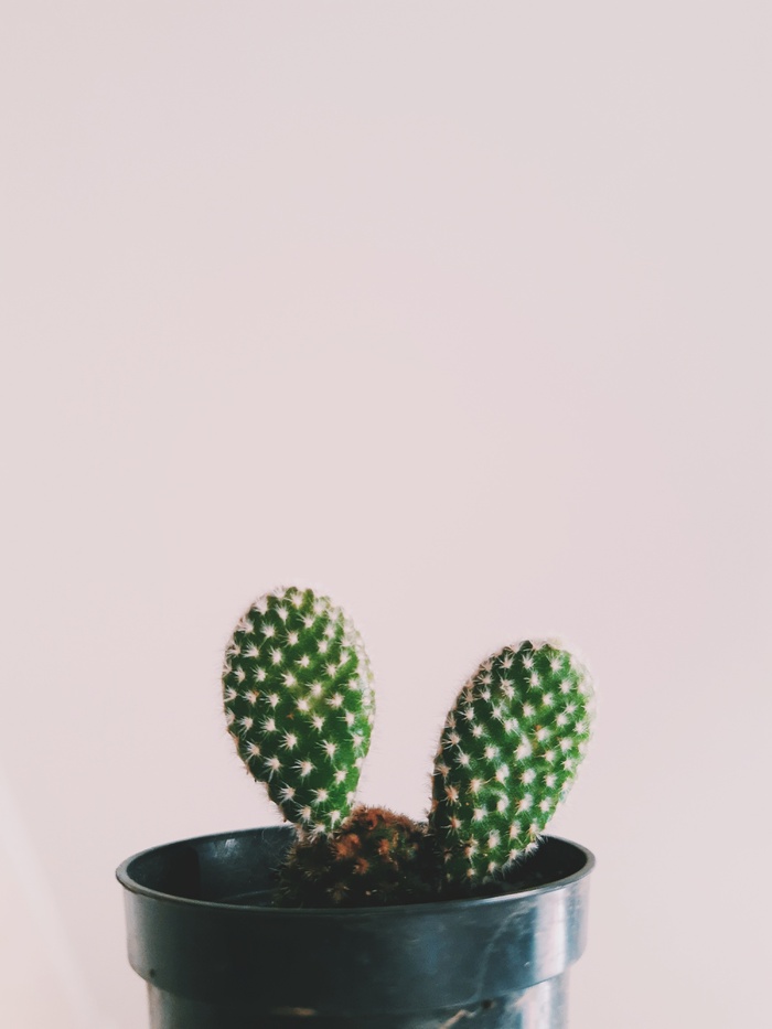 绿色仙人掌仙人球摄影素材