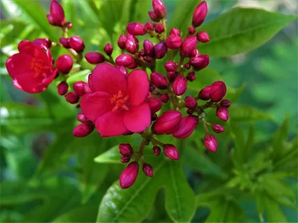 娇艳美丽鲜花图片 娇艳美丽鲜花图片