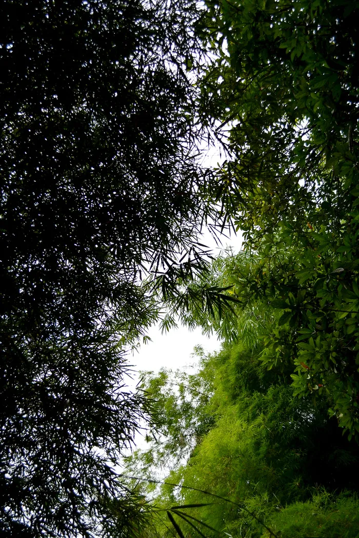 高清竹子竹林