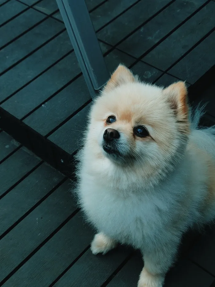 可爱小狗狗狗摄影素材