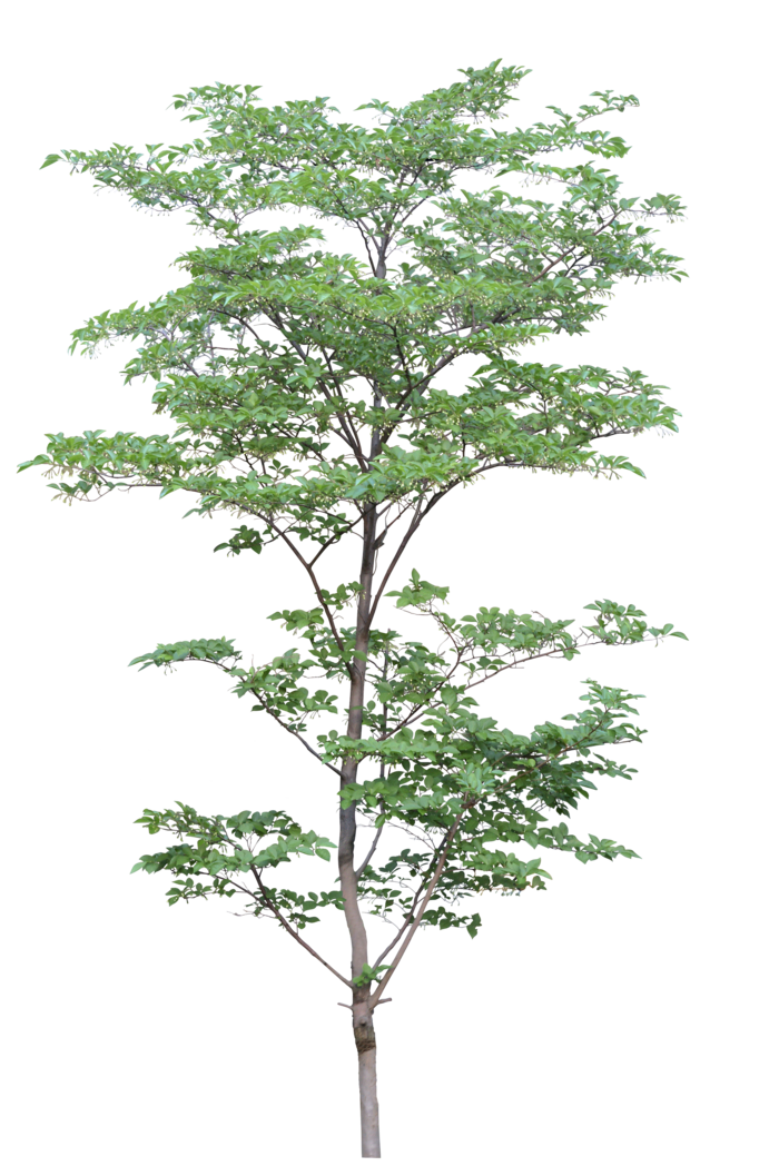 高清树木素材 免抠PSD植物素材 美术绘画园林贴图 树草灌木花草