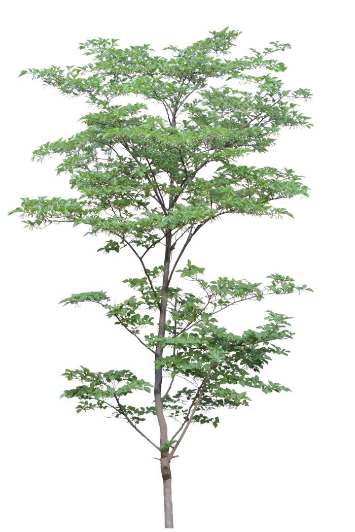 高清树木素材 免抠PSD植物素材 美术绘画园林贴图 树草灌木花草
