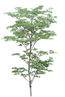 高清树木素材 免抠PSD植物素材 美术绘画园林贴图 树草灌木花草