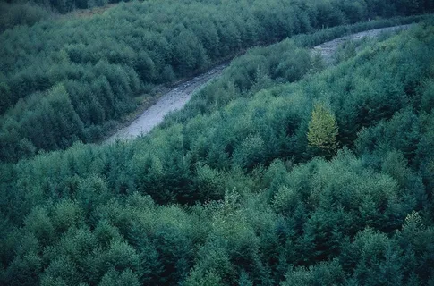 松树林间的河流 松树林间的河流