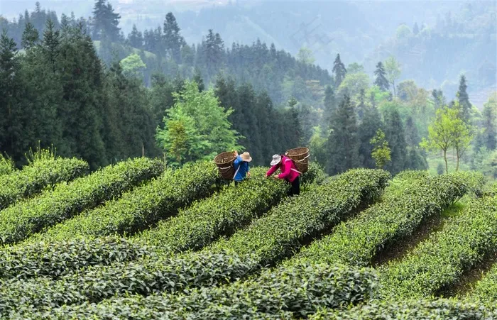 茶农绿色茶园