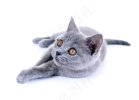 趴着抬头的灰色猫咪图片