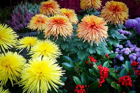 丰富多彩鲜花图片 丰富多彩鲜花图片