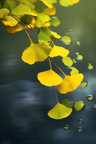 秋叶黄色树枝虚化背景