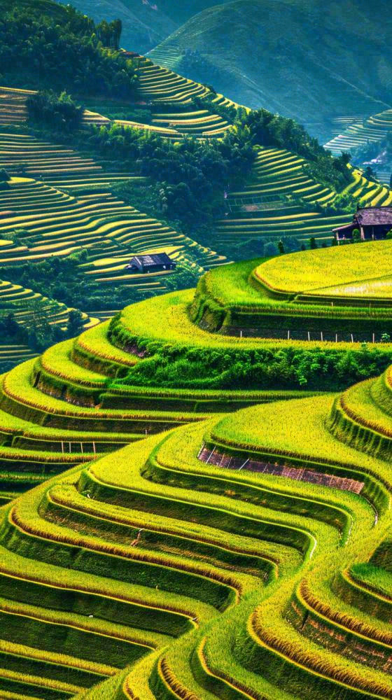 春天唯美绿色梯田种植，乡村小屋，谷雨摄影图