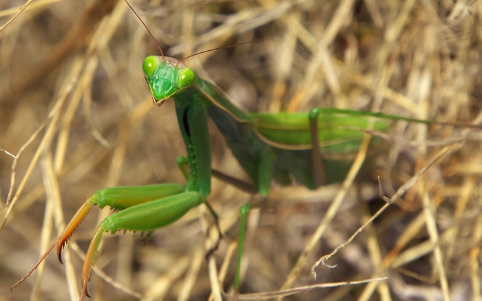 绿色螳螂摄影图片