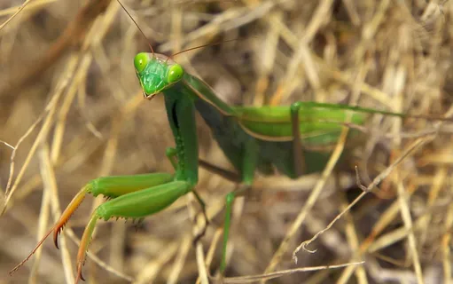 绿色螳螂摄影图片