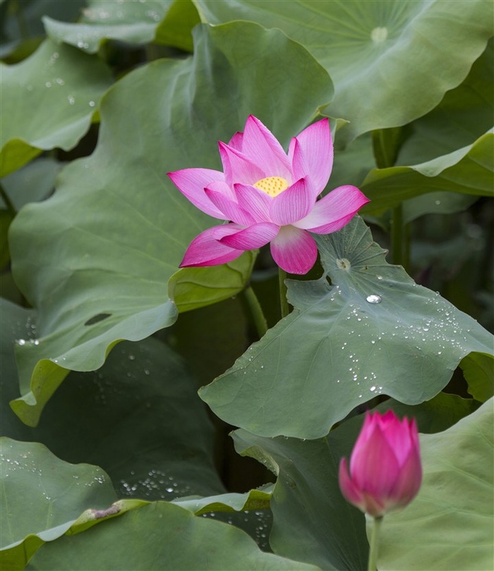 唯美池塘荷花图片