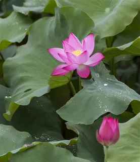 唯美池塘荷花图片 唯美池塘荷花图片