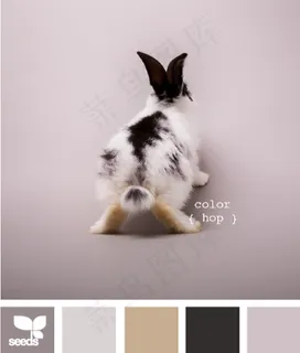 动物配色色卡色彩搭配