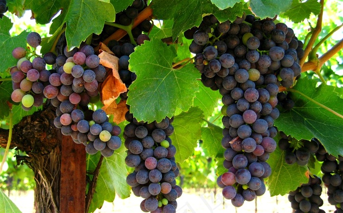 树上新鲜成熟的葡萄