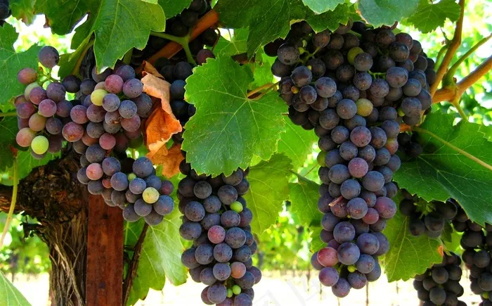 树上新鲜成熟的葡萄