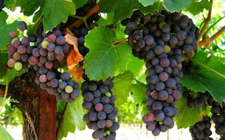 树上新鲜成熟的葡萄