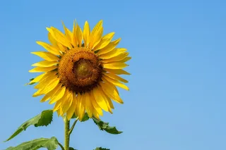 黄色向日葵摄影素材