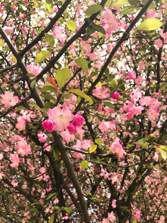 苹果花树图片