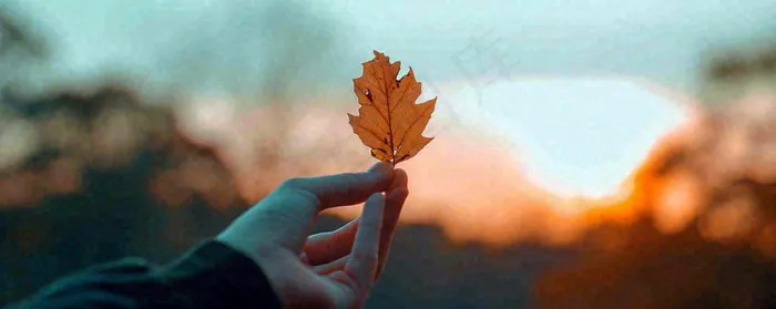 秋天手拿秋叶落日光照，温馨特写，立秋秋分摄影图(1728x688)
