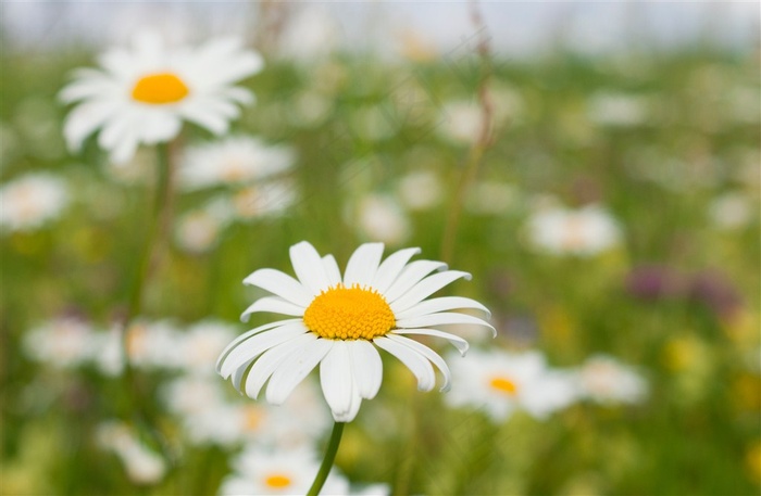 清新美好的雏菊素材