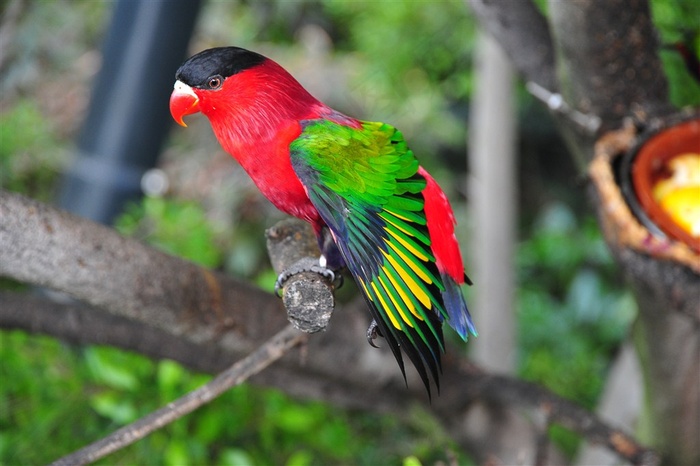 站在树上的鹦鹉