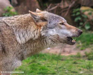 野生动物嚎叫的狼图片