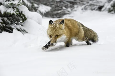 雪地里举步艰难的狐狸图片