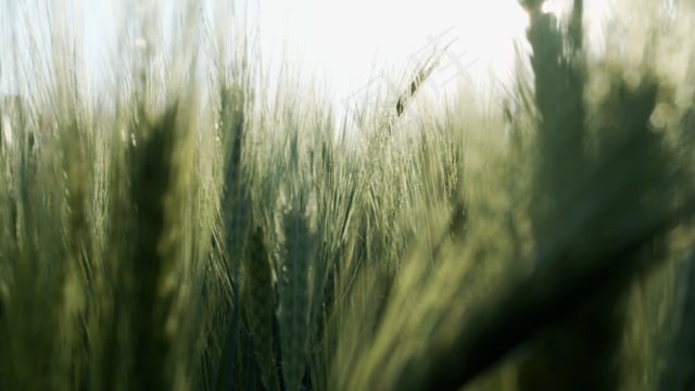 玉米, 黑麦, 庄稼, 原野, 草地, 谷物, 植物, 自然