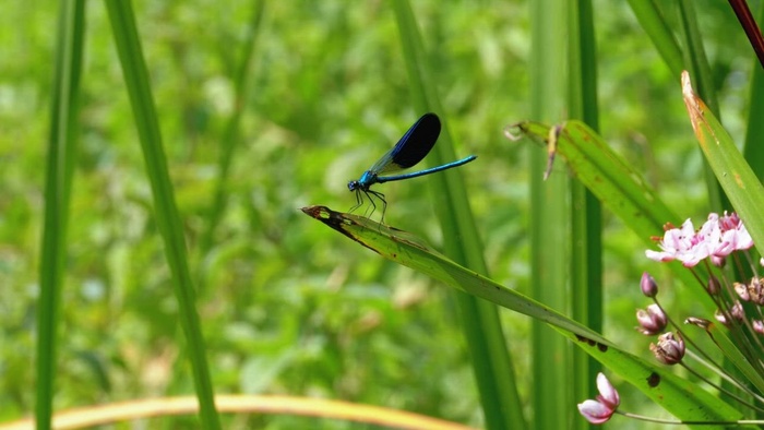 蜻蜓坐在树枝上