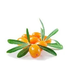 沙棘 PNG免抠(214x198)