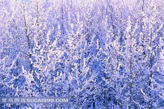 树枝上的雪花风景图片