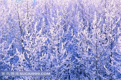 树枝上的雪花风景图片 树枝上的雪花风景图片