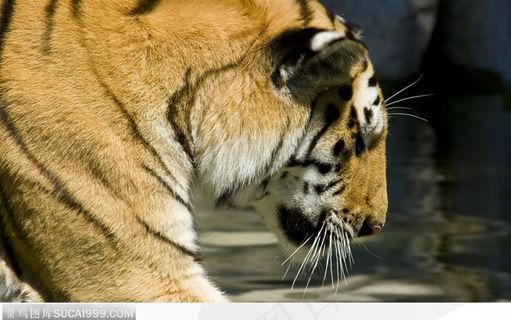 侧面老虎头部特写 侧面老虎头部特写