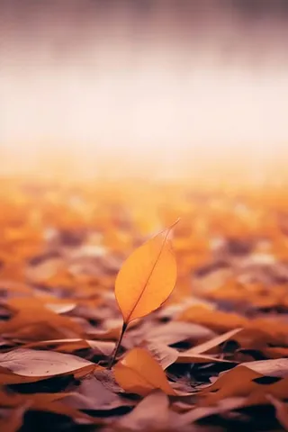 落叶棕黄色大气背景