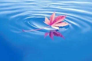 掉落水面的枫叶背景