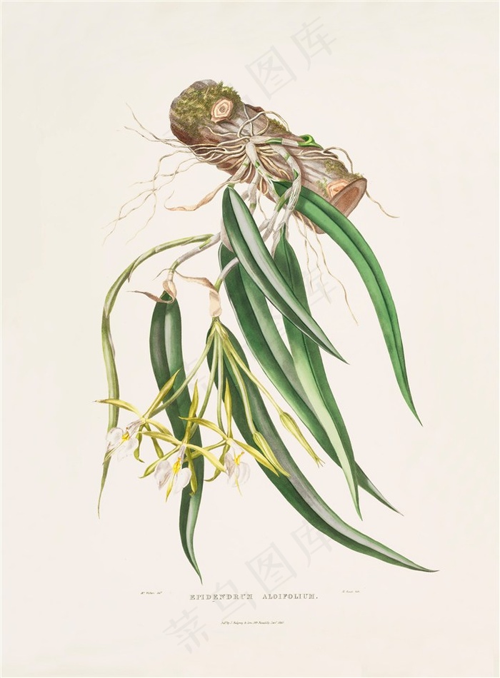 彩绘插画兰花图片