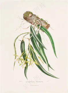 彩绘插画兰花图片