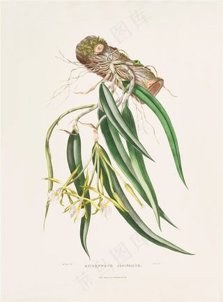 彩绘插画兰花图片