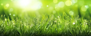 茂密的绿色草丛静距离拍摄叶子上挂载水滴摄影图