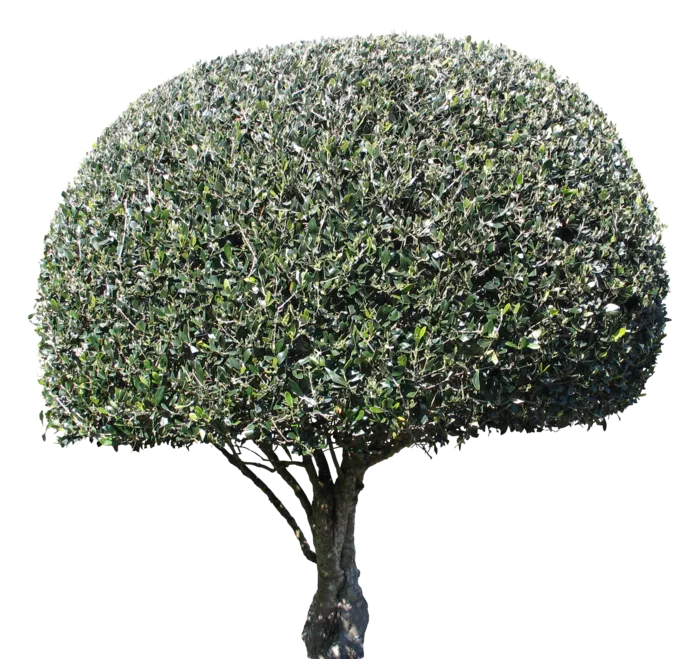 高清树木素材 免抠PSD植物素材 美术绘画园林贴图 树草灌木花草