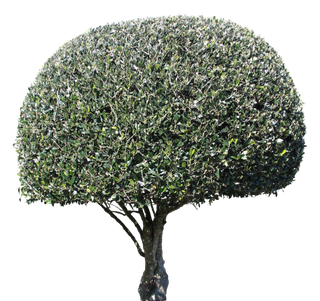 高清树木素材 免抠PSD植物素材 美术绘画园林贴图 树草灌木花草