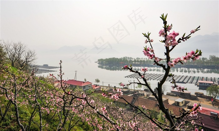 鸭绿江春色图片